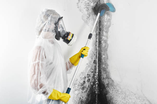 Golden, CO Mold Removal Company